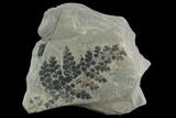 Pennsylvanian Fossil Fern (Sphenopteris) Plate - Kentucky #126221-1